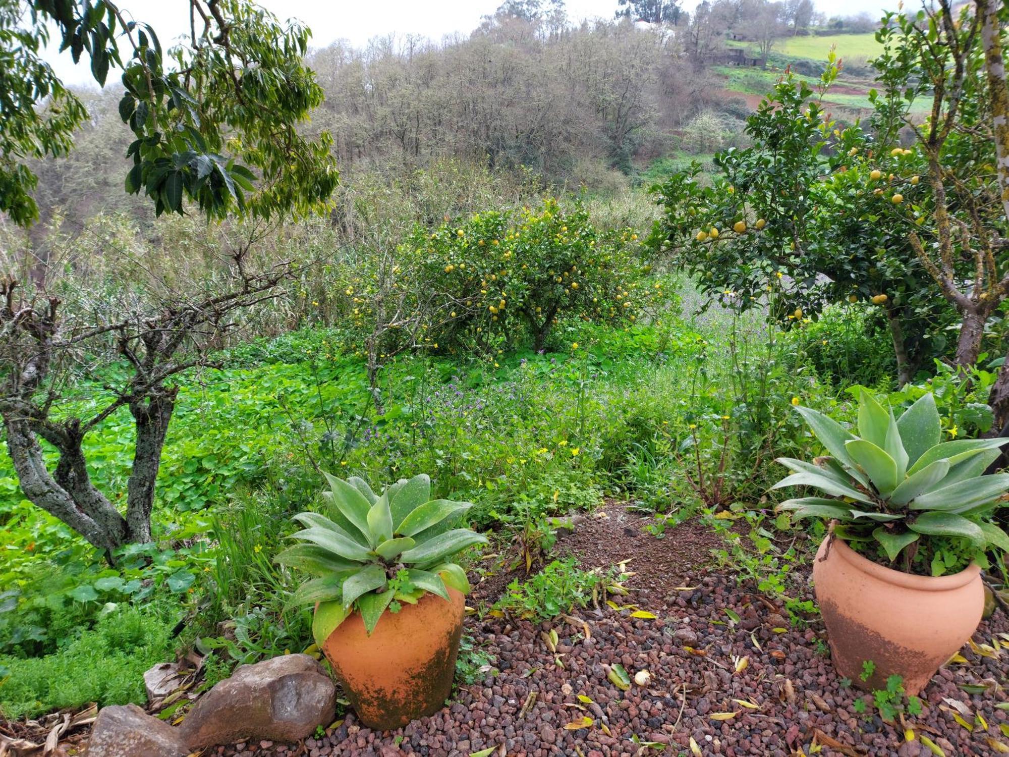 Finca Naturacanaria Moya  Exterior photo